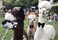 The family farm that brings alpacas to your wedding
